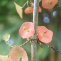 Holmskioldia sanguinea Retz.